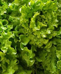 Salade Batavia (1 pièce)
