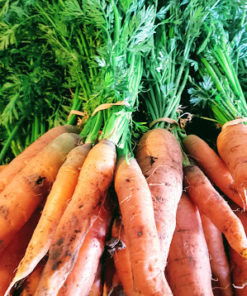 Carottes lavées (500 gr.)