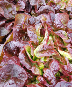 Feuille de chênes rouge (1 pièce)