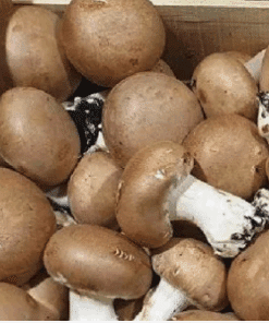 champignon-blond-bio-brest