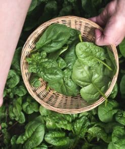 1 kg d'épinards