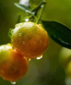 Mandarine Satsuma bio - Sicile